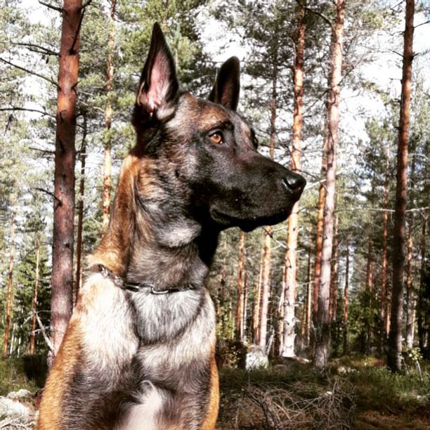 Poliisikoira Ärri jouduttiin lopettamaan