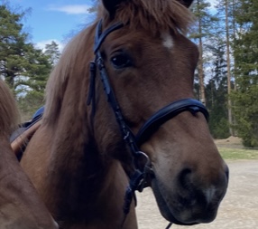 Ekstaasi Rols varastettiin Joutsassa