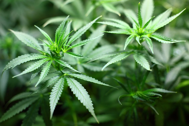 Lahden kannabiskäry – omaisuutta takavarikoitu yli 300 000 eurolla