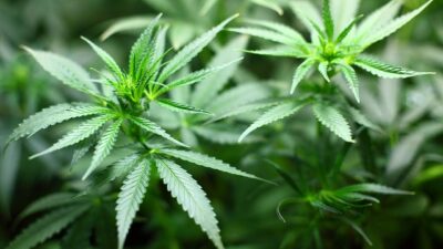 Tv:stä tuttu suomalaiskaunotar ostaa katukaupasta kannabista eikä peittele asiaa