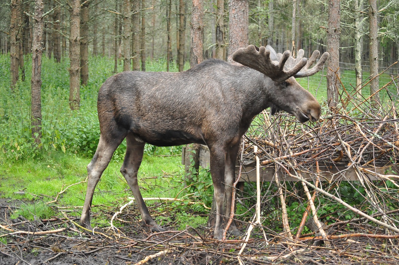 Metsästäjä löysi Taivalkoskella päättömän hirven metsästä